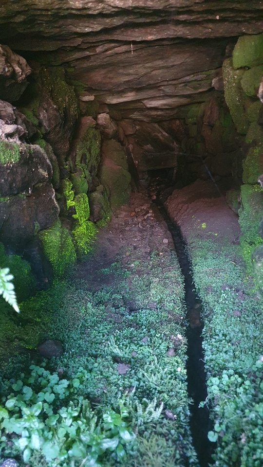 Schistostega pennata na cova do ENIL Loio Ruxidoira